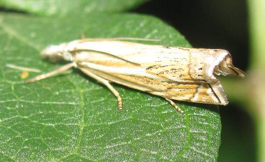 Crambus lathoniellus?